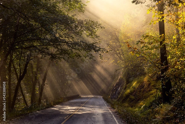 Fototapeta Road through a Misty Forest