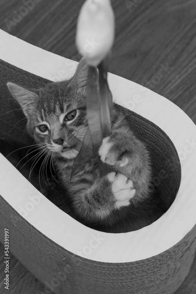 Obraz Tabby cat and her toy 2