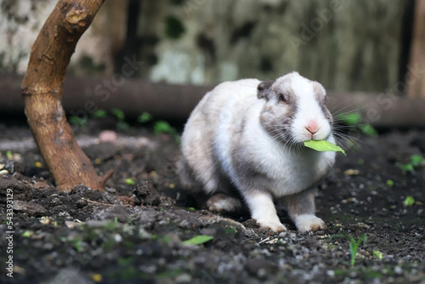 Fototapeta Rabbit chewing on a tree leaf