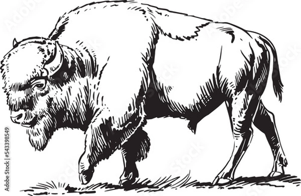 Obraz Bison, buffalo. Hand drawn illustration.