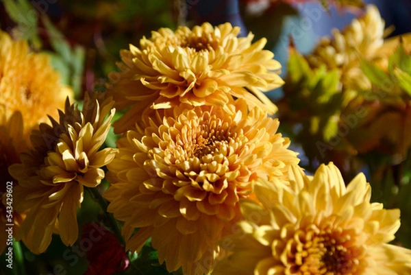 Obraz Blumenstrauß