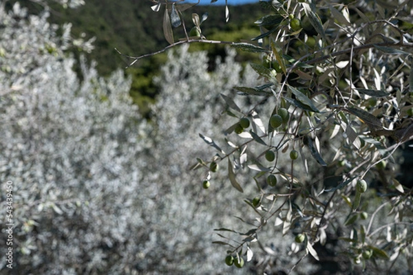 Obraz Closeup of an olive branch with green olives in a field of grey olive trees. The olive trees have been treated with white clay. Autumn in Provence. France.