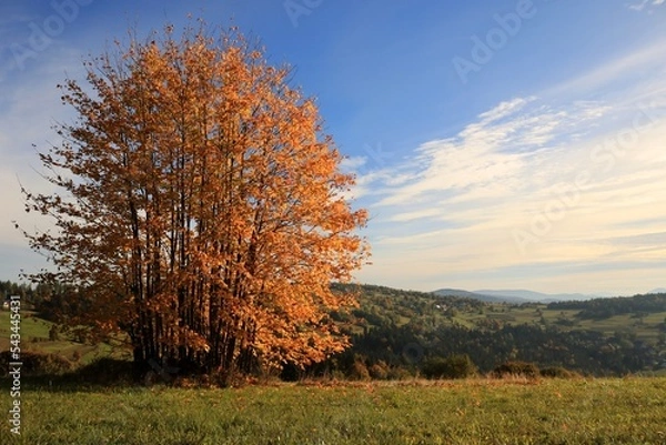 Obraz Jesienne drzewo