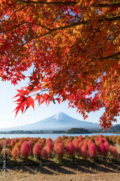 Obraz 富士山と紅葉とコキア（河口湖_縦）