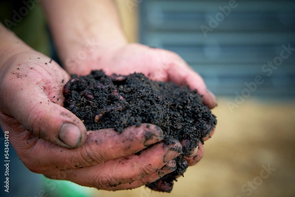Fototapeta handful of black peat free soil