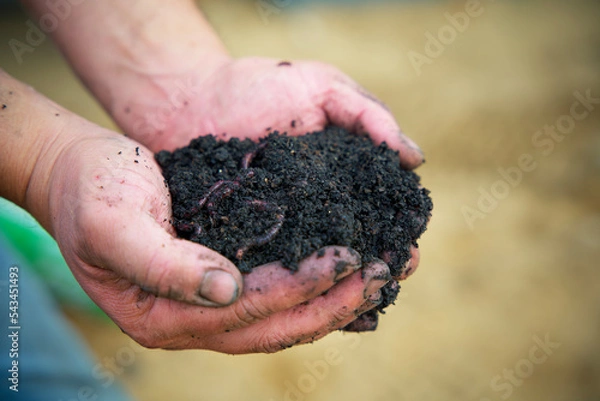 Obraz close up of two hands full of black soil