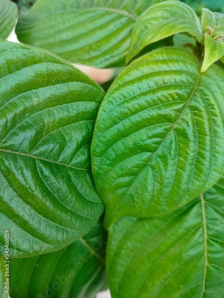 Fototapeta green leaf background