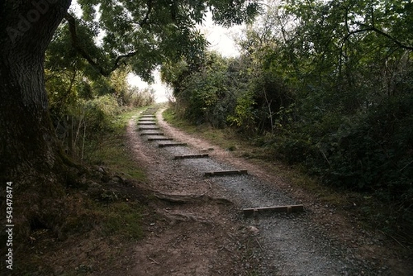 Fototapeta Pathway from the forest