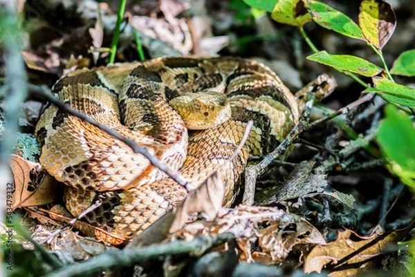 Obraz Yellow/light Phase Timber Rattlesnake 
(Crotalus horridus) Northeastern USA