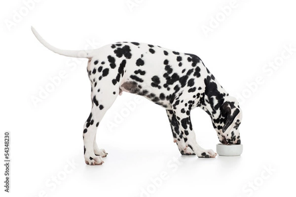 Fototapeta Dalmatian dog side view eating from bowl isolated on white