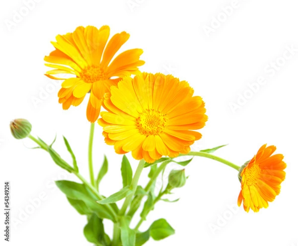 Fototapeta calendula flowers