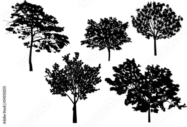 Fototapeta five trees collection isolated on white