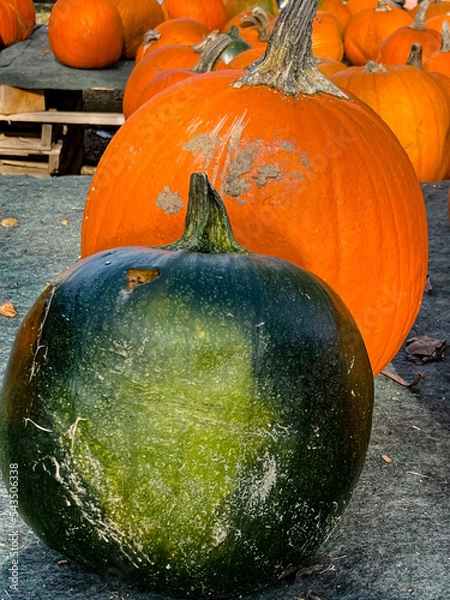 Fototapeta Colourful Pumpkins and Gourds on display for Harvest during Autumn Fall