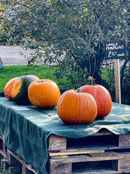 Fototapeta Colourful Pumpkins and Gourds on display for Harvest during Autumn Fall