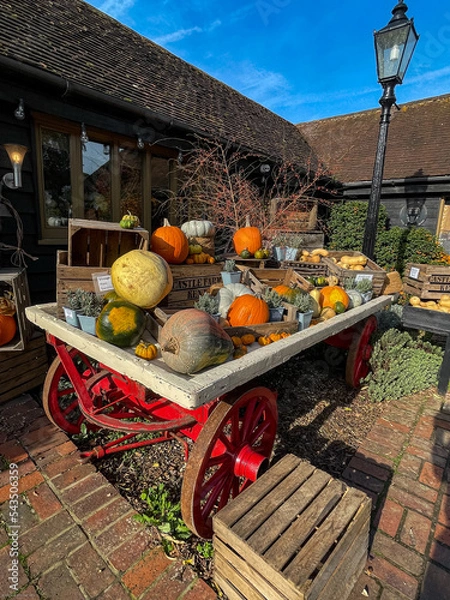 Fototapeta Colourful Pumpkins and Gourds on display for Harvest during Autumn Fall
