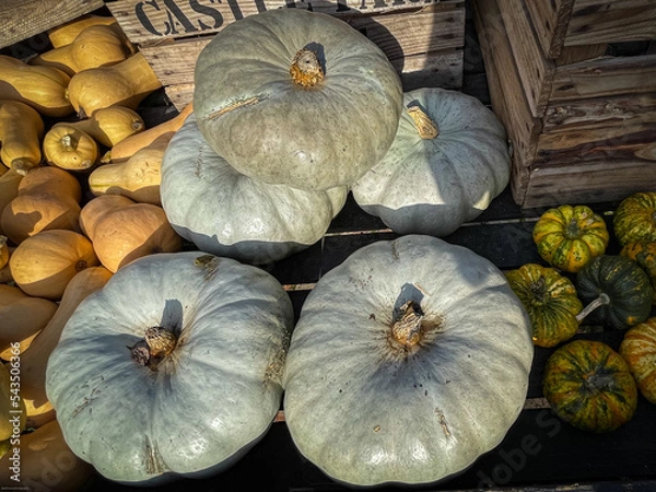 Fototapeta Colourful Pumpkins and Gourds on display for Harvest during Autumn Fall