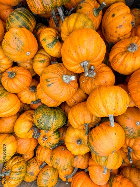 Fototapeta Colourful Pumpkins and Gourds on display for Harvest during Autumn Fall