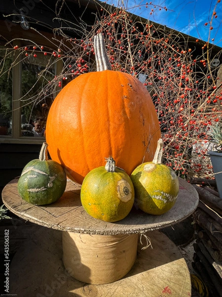 Fototapeta Colourful Pumpkins and Gourds on display for Harvest during Autumn Fall