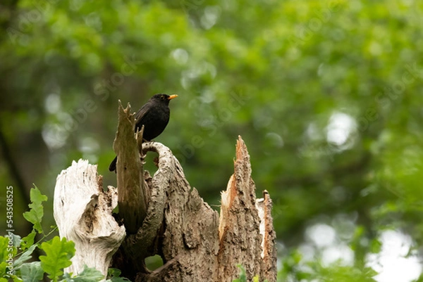 Obraz Common blackbird (Turdus merula) on a tree.
