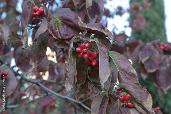 Obraz Red leaves and berries on a tree in the autumn garden.