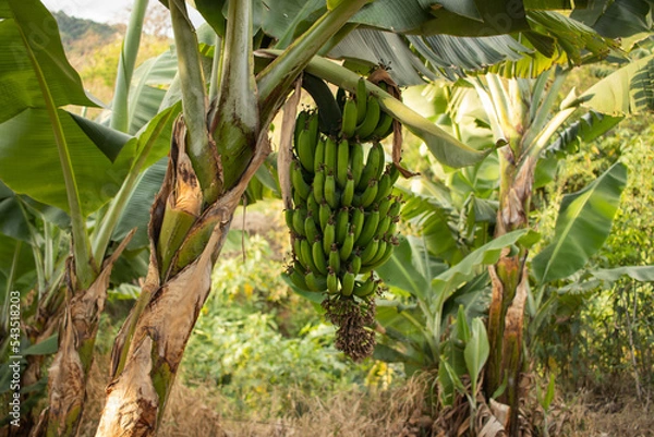 Fototapeta Bunch of unripe bananas hanging on a banana tree, on a banana plantation in the countryside of Minas Gerais, Brazil  - Cacho de bananas verdes numa bananeira, interior do Brasil