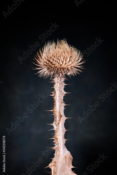 Obraz Nuclear explosion