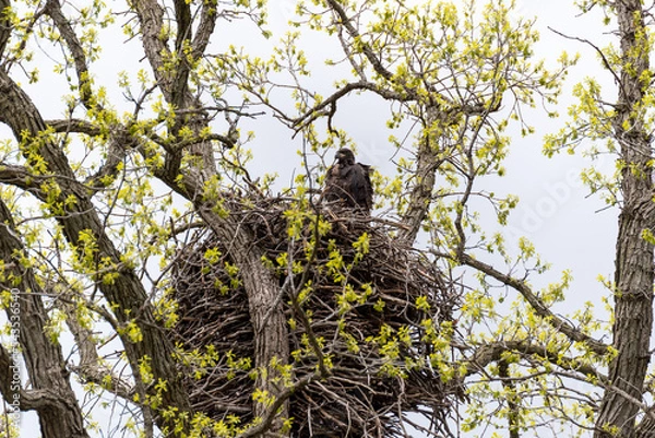 Obraz Bald Eagle Fledgling In The Nest In Spring