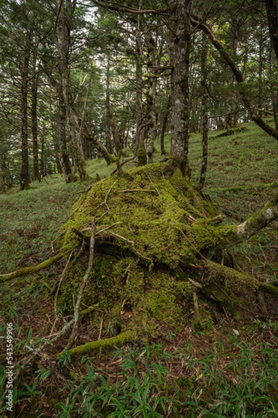 Obraz forest in the forest