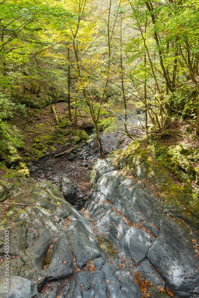 Obraz river in the forest