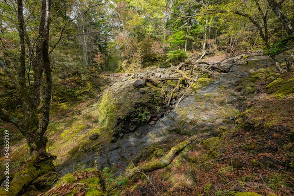 Obraz stream in the forest