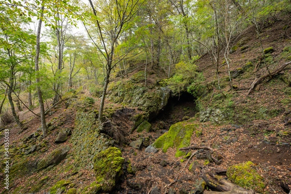 Obraz moss covered rocks