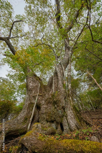 Obraz tree in the forest