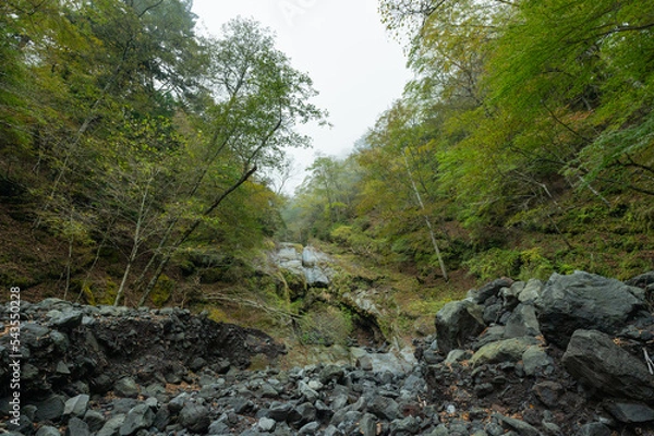 Obraz river in the forest