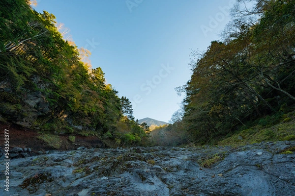Obraz forest in the mountains