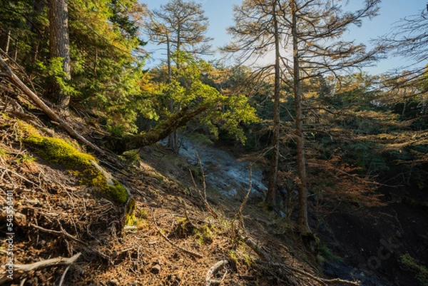 Obraz river in the forest