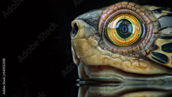 Obraz Close up Turtle Macro Photography Reflection in Water