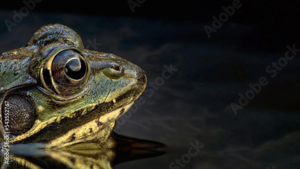 Obraz Close up side angle of River Frog in the water, Macro Photography
