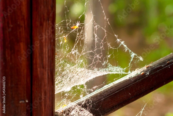 Obraz spider web on the window frame without glass close-up.