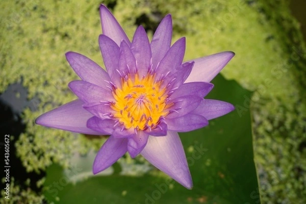 Obraz purple water lily