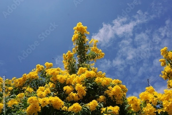 Obraz yellow flowers on blue sky background