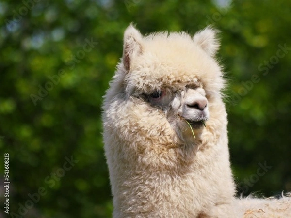 Obraz head of an alpaca, Vicugna pacos, is covered with thick white fur, a blade of grass is in its mouth, the upper lip is split so that the animal can better grip and eat grass and leaves
