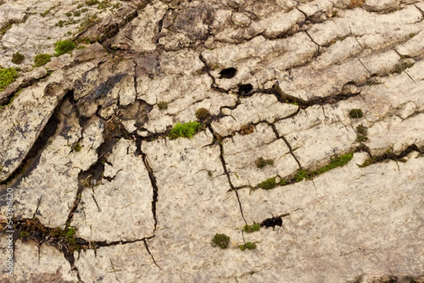 Obraz walnut wood texture