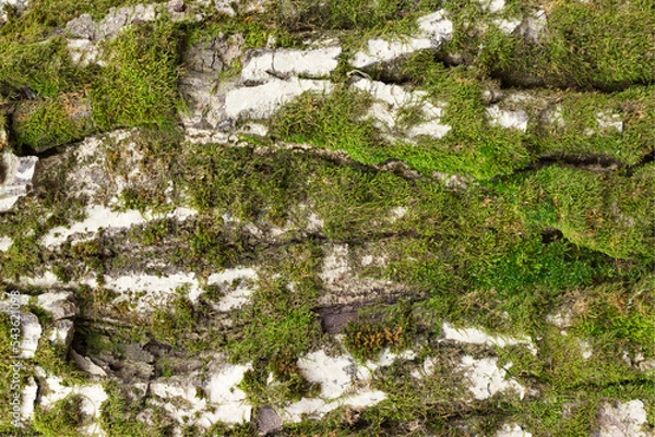 Obraz moss on a tree