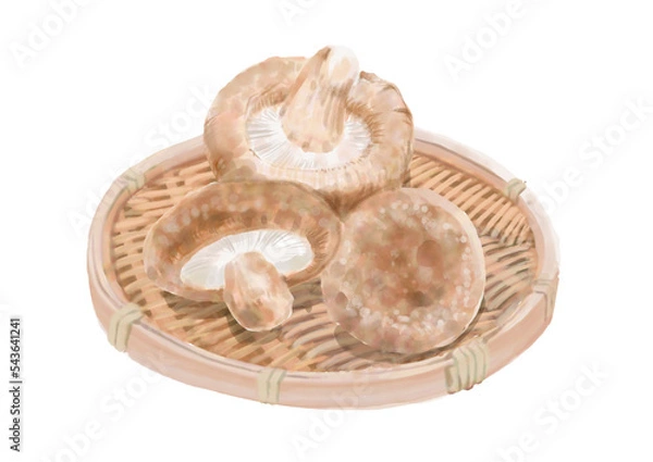 Obraz 水彩の椎茸01_1