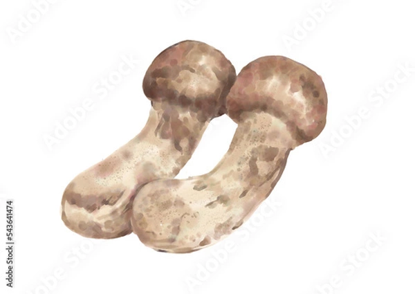 Obraz 水彩の松茸01_1