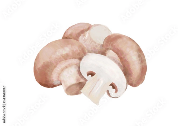 Obraz 水彩のマッシュルーム01_1