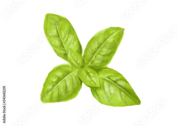 Obraz 水彩のバジル01_1
