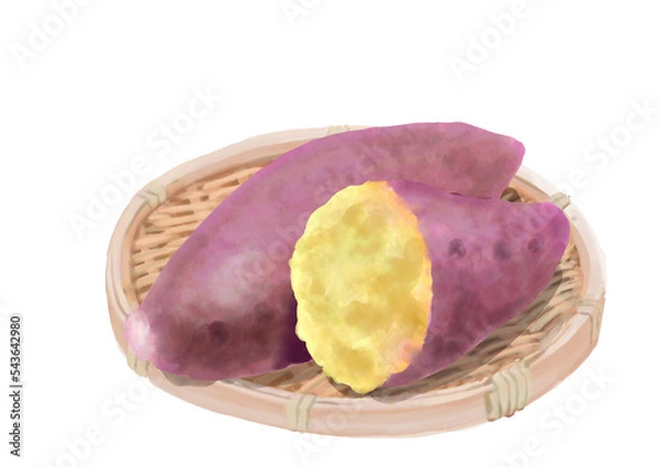 Obraz 水彩のさつまいも01_2