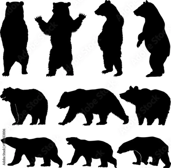 Obraz Vector silhouette bear, various bear silhouettes on the white background, Brown grizzly bear and polar bear silhouette set