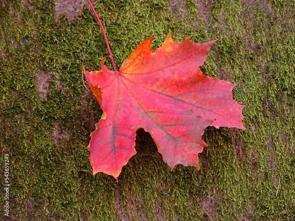 Obraz colorful leaves